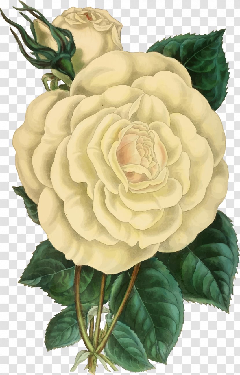 Rose Botanical Illustration Printing Printmaking Poster Transparent PNG