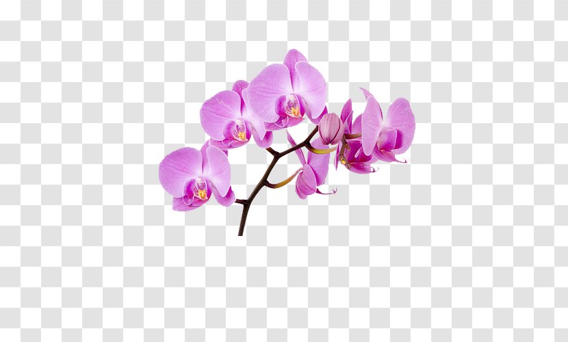 Moth Orchids Flower Clip Art - Cut Flowers - Pea Transparent PNG