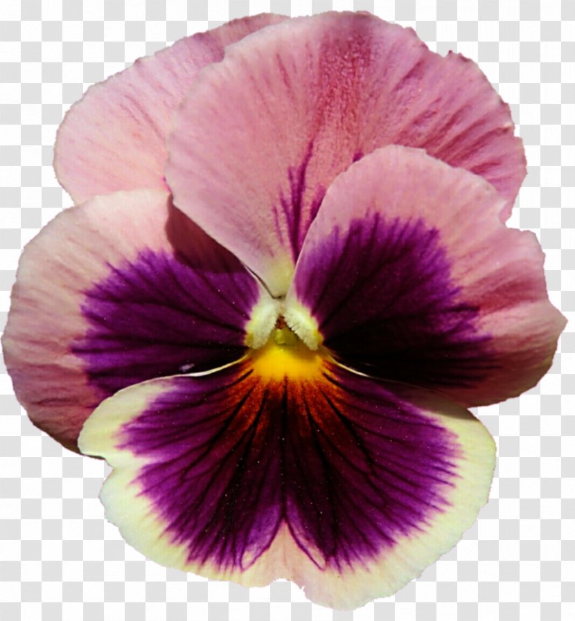 Pansy Purple Violet Flower Lilac - Background Transparent PNG