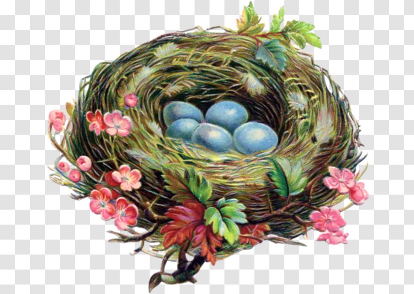 Bird Nest American Robin Egg - Watercolor Painting Transparent PNG