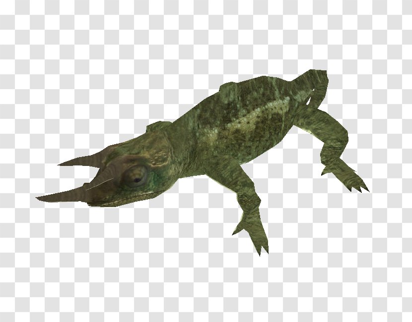 Crocodile Alligator Terrestrial Animal - Crocodilia Transparent PNG