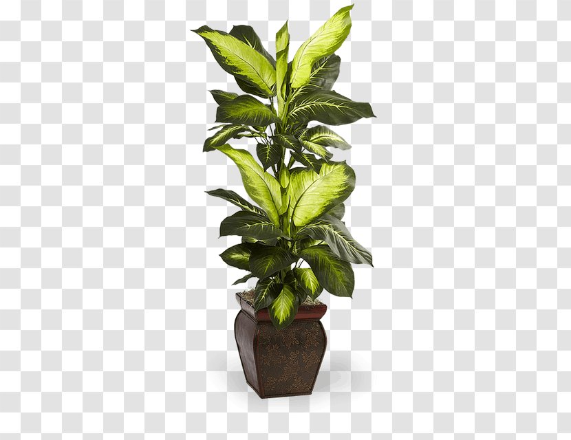 Leaf Swiss Cheese Plant Flowerpot Houseplant - Arecaceae - Pianta Verde Transparent PNG