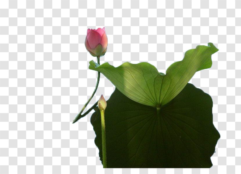 Nelumbo Nucifera U611bu84eeu8aaa Flower Floral Design - Buddhist Music - Love Lotus Said Transparent PNG