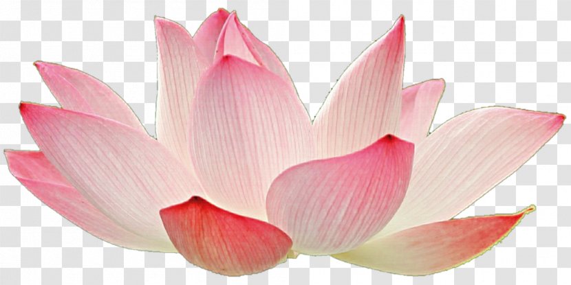 Light Nelumbo Nucifera Flower Aquatic Plants Proteales - Water Lilies - Pink Transparent PNG