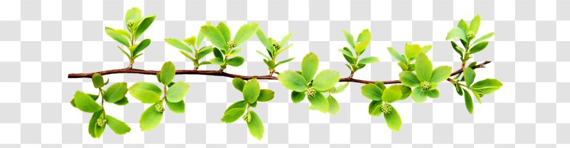 .de Clip Art - La - Tree Transparent PNG