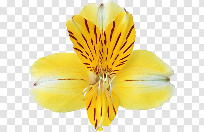 Cypripedium Parviflorum Yellow Flower Clip Art - Green - Flowers Transparent PNG