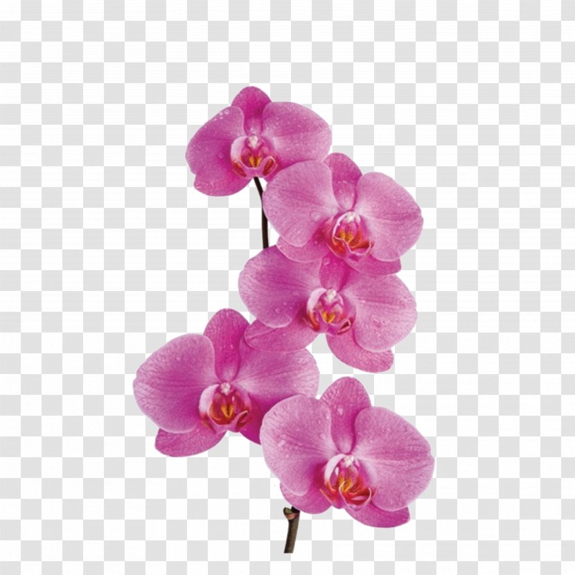Moth Orchids Flower Clip Art - Purple - Orchid Transparent PNG