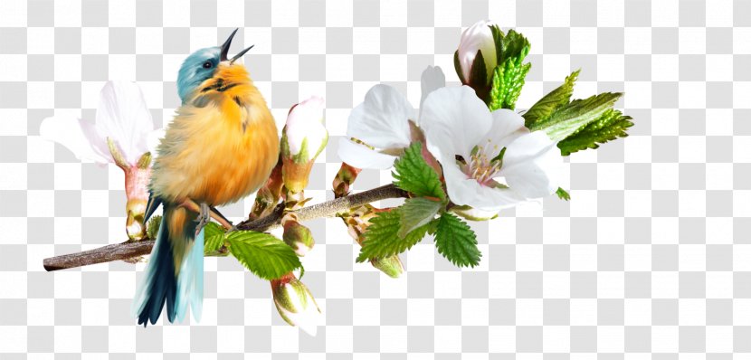Bird Psd Adobe Photoshop Psp Tubes - Branch Transparent PNG