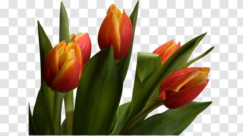 Tulip Cut Flowers Plant Stem Petal - Tom Kaulitz Transparent PNG