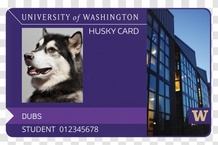 University Of Washington Tacoma Bothell Siberian Husky Huskies Football - Alaskan Transparent PNG