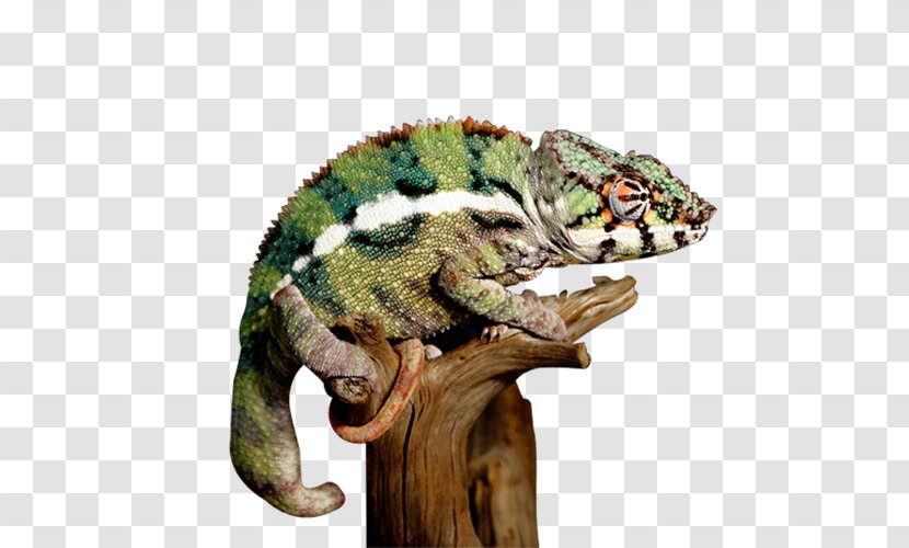 Reptile Lizard Common Iguanas Chameleons Turtle - Gecko - Bearded Dragon Transparent PNG