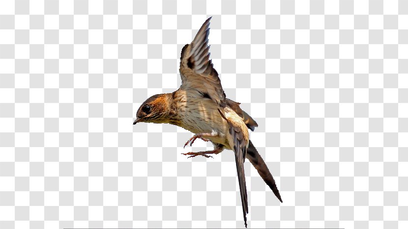Swallow Bird Flight Hawk - Wildlife - Swallows Fly Vacated Transparent PNG