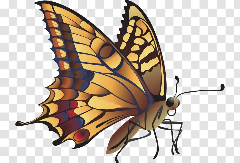 Monarch Butterfly Insect Cartoon - Hand Drawn Transparent PNG