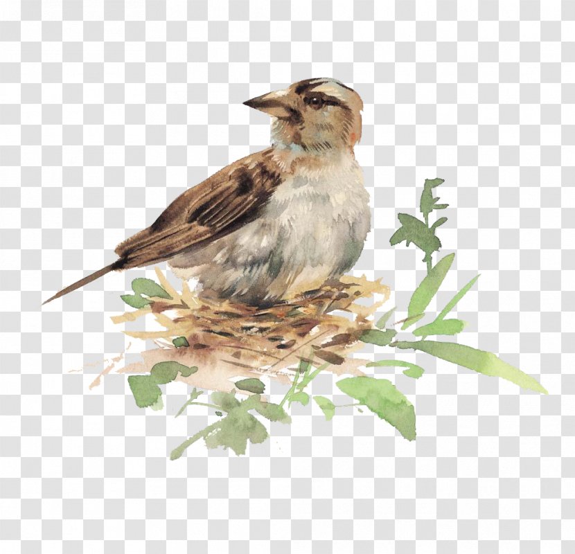 Bird Watercolor Painting Illustration - Beak - Birds In The Nest Transparent PNG