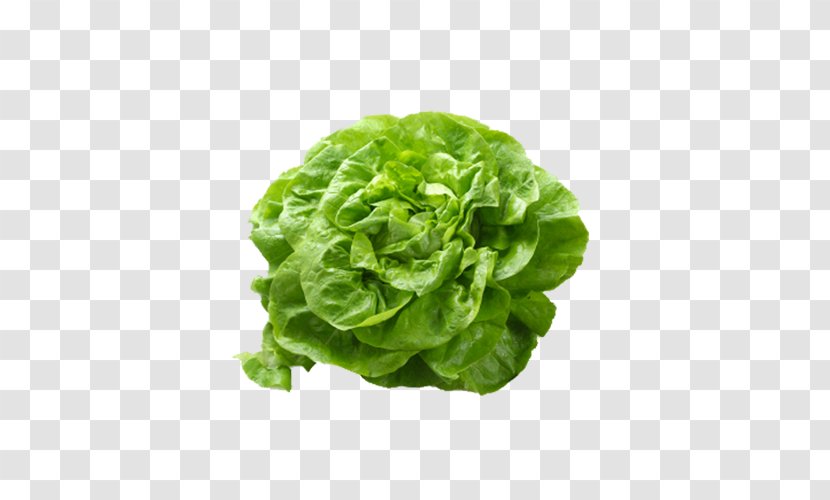 Butterhead Lettuce Romaine Salad Vegetable - Romanesco Broccoli Transparent PNG