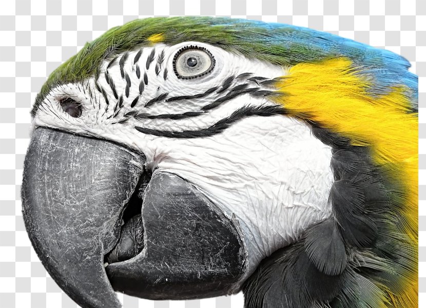 Blue-and-yellow Macaw Bird Feather True Parrot - Beak Transparent PNG