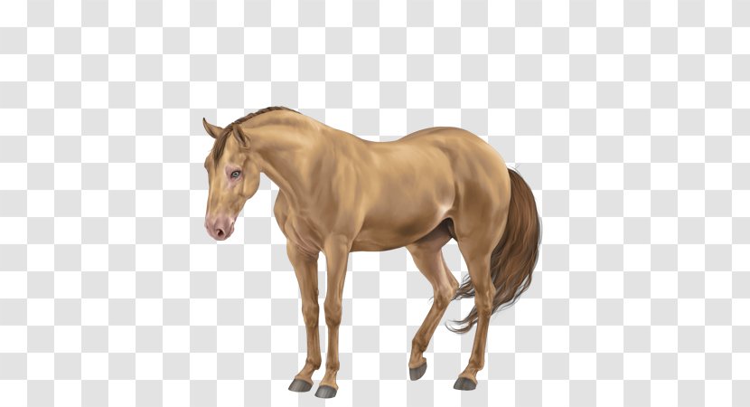 Mare Foal Stallion Akhal-Teke Thoroughbred - Sorrel - Horse Breed Transparent PNG