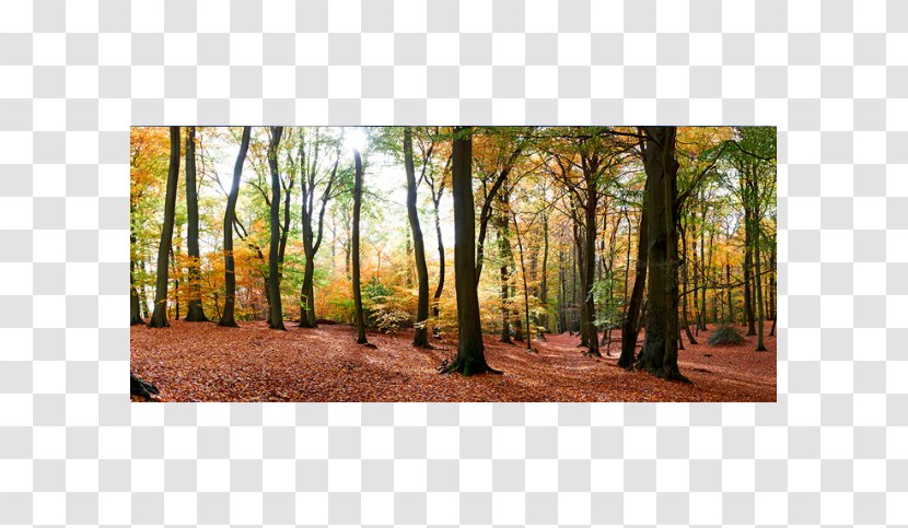 Autumn Photography Royalty-free - Mural - Forest Scenes Transparent PNG