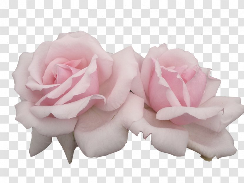 Rose Flower Pastel - Pink Transparent PNG