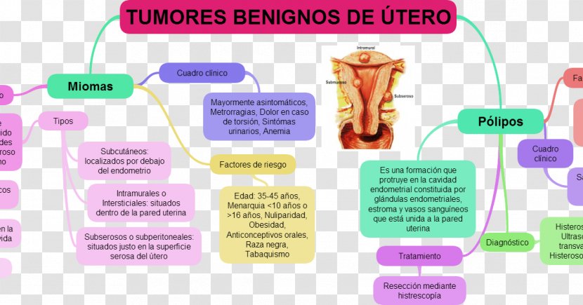 Uterus Uterine Fibroid Myoma Benign Tumor Polyp - Utero Transparent PNG