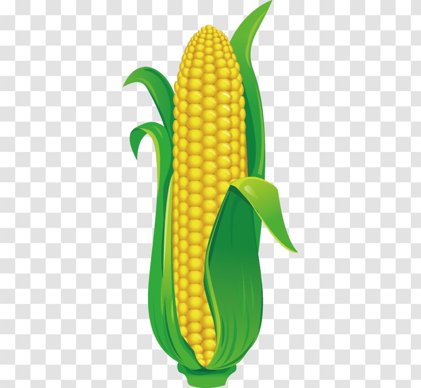 Maize Drawing Illustration - Banana Family - Corn Transparent PNG