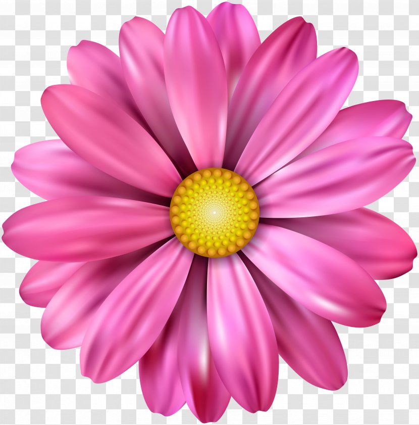 Common Daisy Flower Petal Transvaal - Flowering Plant - Flowers Download Pictures Daquan Transparent PNG