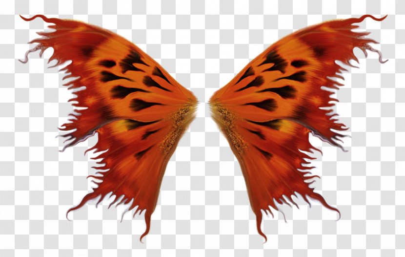 Wing Butterflies And Moths Information - Insect - Computer Software Transparent PNG