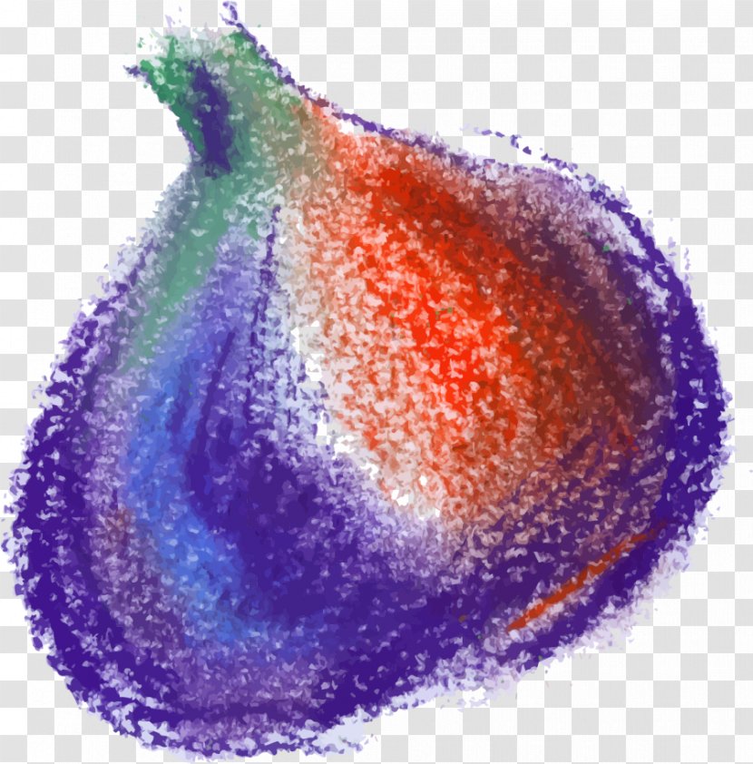 Onion Google Images Purple Vegetable - Hand Painted Colorful Transparent PNG