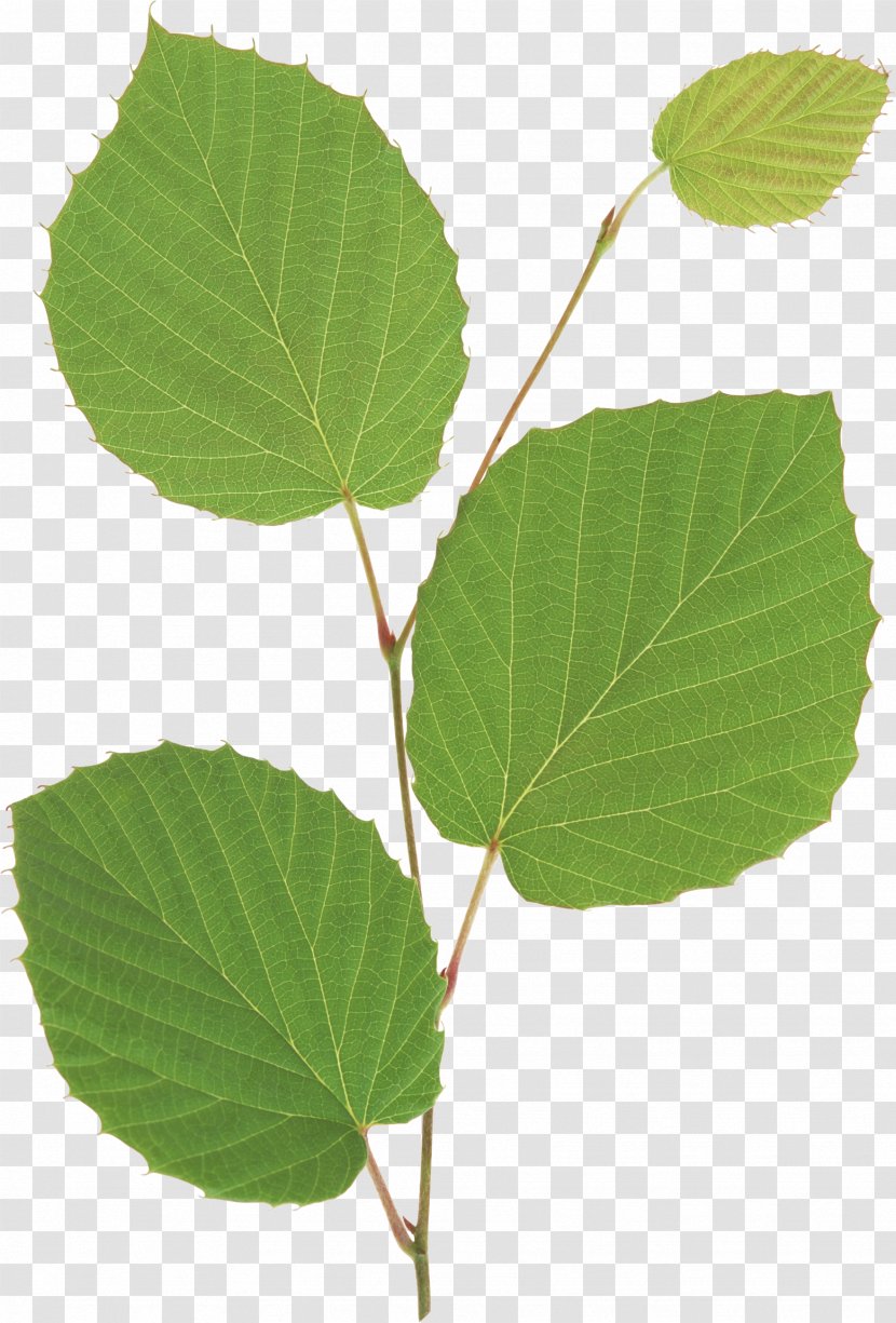 Leaf Seedling Plant Stem Branch - Natural Leaves Transparent PNG