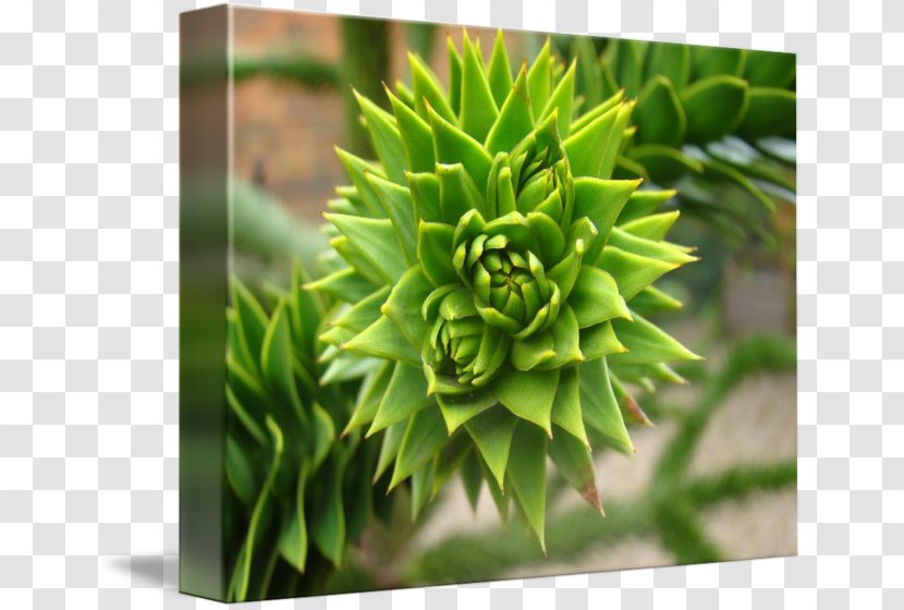 Tree Plant Flower - Evergreen - Succulent Border Transparent PNG