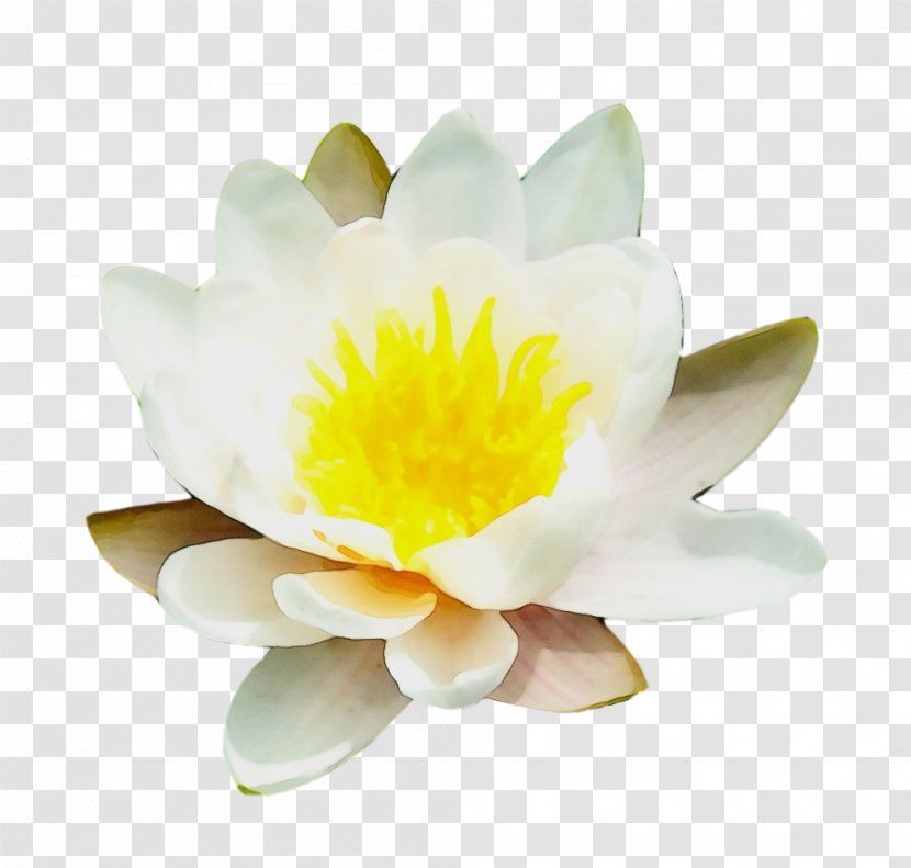 Nymphaea Nelumbo Yellow Close-up Lotus-m - Flower - Proteales Wildflower Transparent PNG