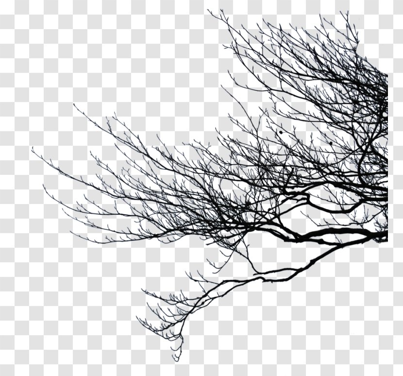 Clip Art Image Branch - Woody Plant - Clipart Tree With Branches Transparent PNG