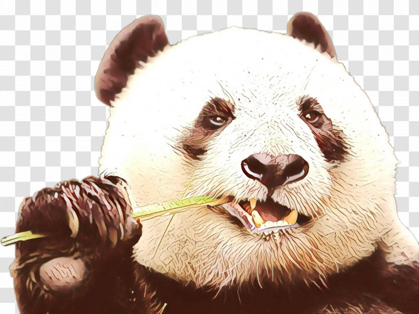 Bear Cartoon - Animal - Grizzly Smile Transparent PNG