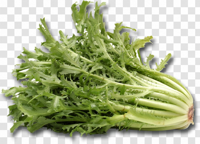 Broccoli Cichorium Endivia Romaine Lettuce Vegetarian Cuisine Curled Endive - Food Transparent PNG