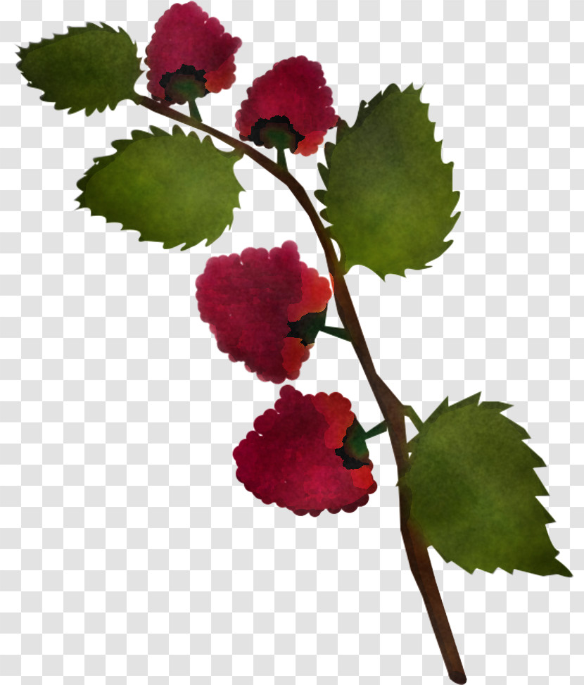 Flower Plant Leaf Berry Rose Family Transparent PNG