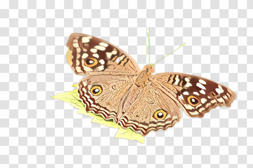 Moths And Butterflies Butterfly Cynthia (subgenus) Insect Moth Transparent PNG