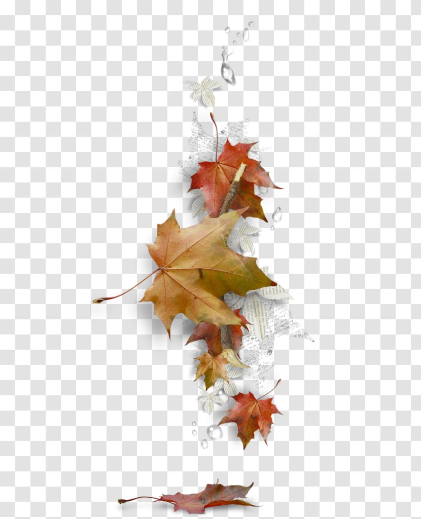 Maple Leaf Borders And Frames Autumn Color - Twig Transparent PNG