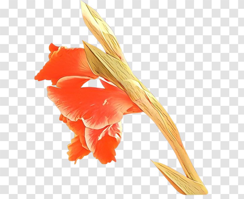 Orange - Feather - Flower Petal Transparent PNG