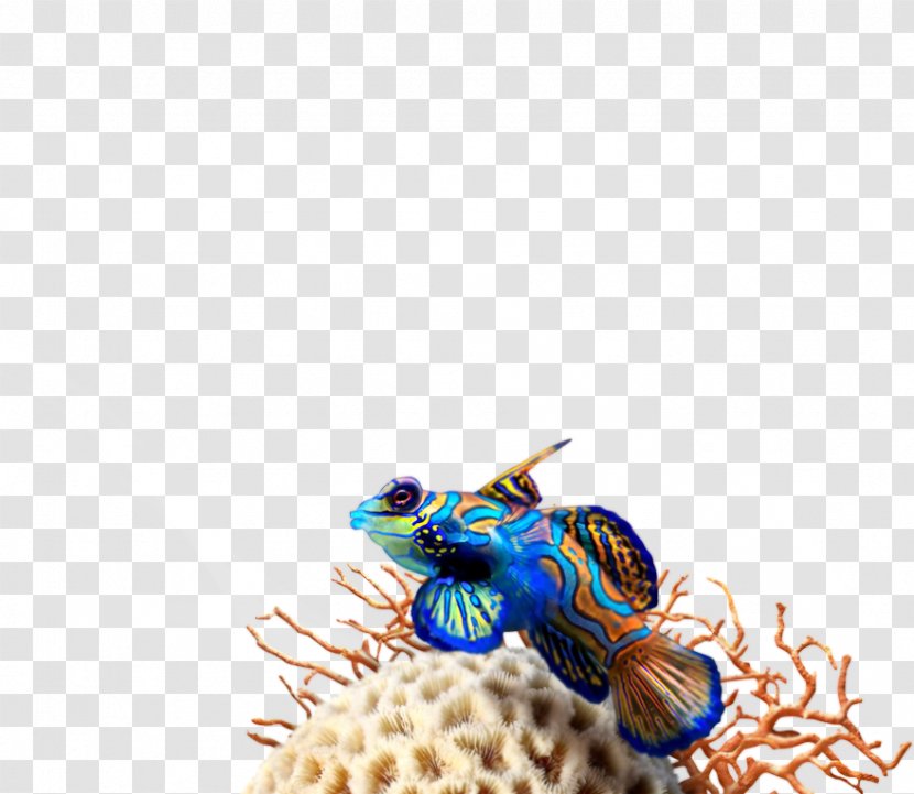 Close-up Pest Mandarinfish - Membrane Winged Insect - Aqua Team Leader Funny Transparent PNG