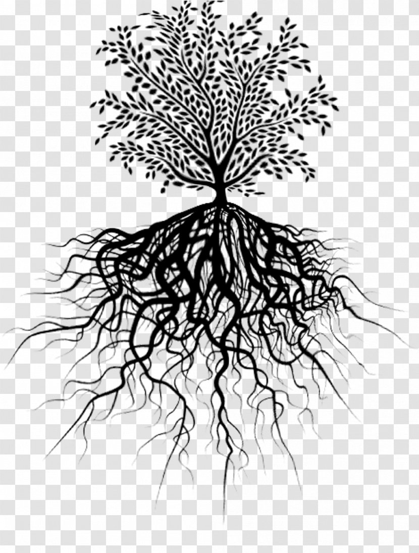 Tree Trunk Drawing - Blackandwhite - Vascular Plant Grass Transparent PNG