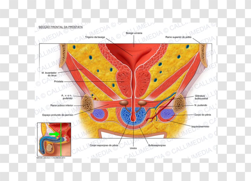 Prostate Urinary Bladder Pelvis Genitourinary System Anatomy - Frame - Tongue Transparent PNG