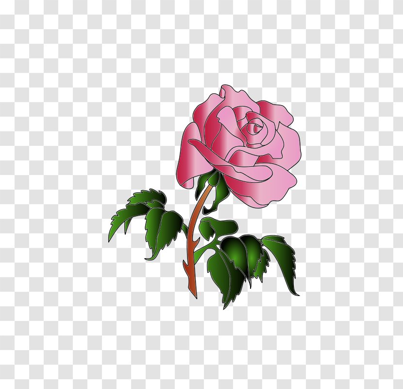 Garden Roses Centifolia Clip Art - Line - Plant Stem Transparent PNG