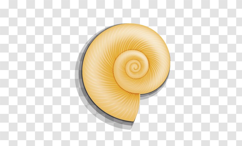 Seashell Snail - Molluscs - Golden Shell Transparent PNG