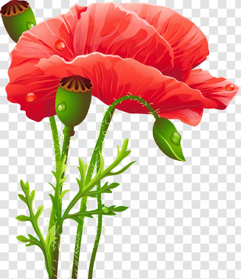 Poppy Flower Clip Art - Plant Stem - Marigold Transparent PNG