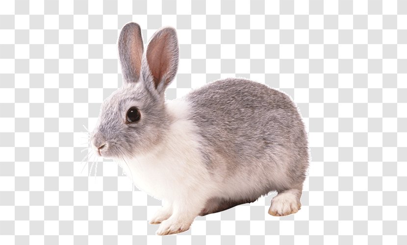 Domestic Rabbit Hare - Image File Formats Transparent PNG