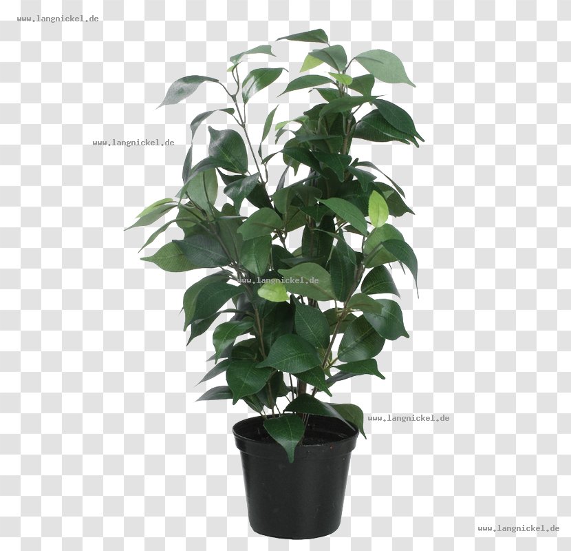 Flowerpot Leaf Houseplant Tree Transparent PNG