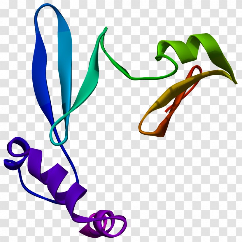 Ghrelin Hormone Endocrine System Wikipedia Gland - Watercolor - Silhouette Transparent PNG