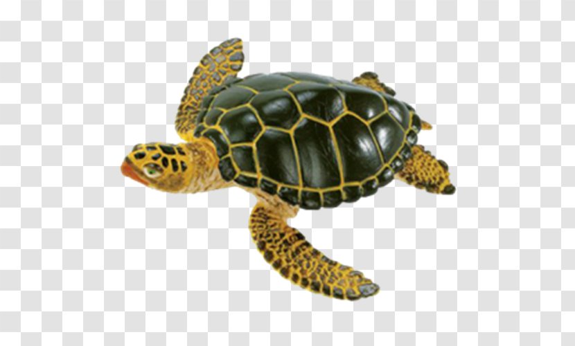 Kemp's Ridley Sea Turtle Green Safari Ltd - Tortoise Transparent PNG