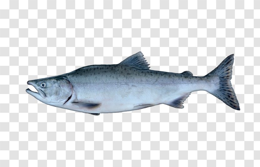 Coho Salmon Pink Sardine Chinook - Shark - Fish Transparent PNG