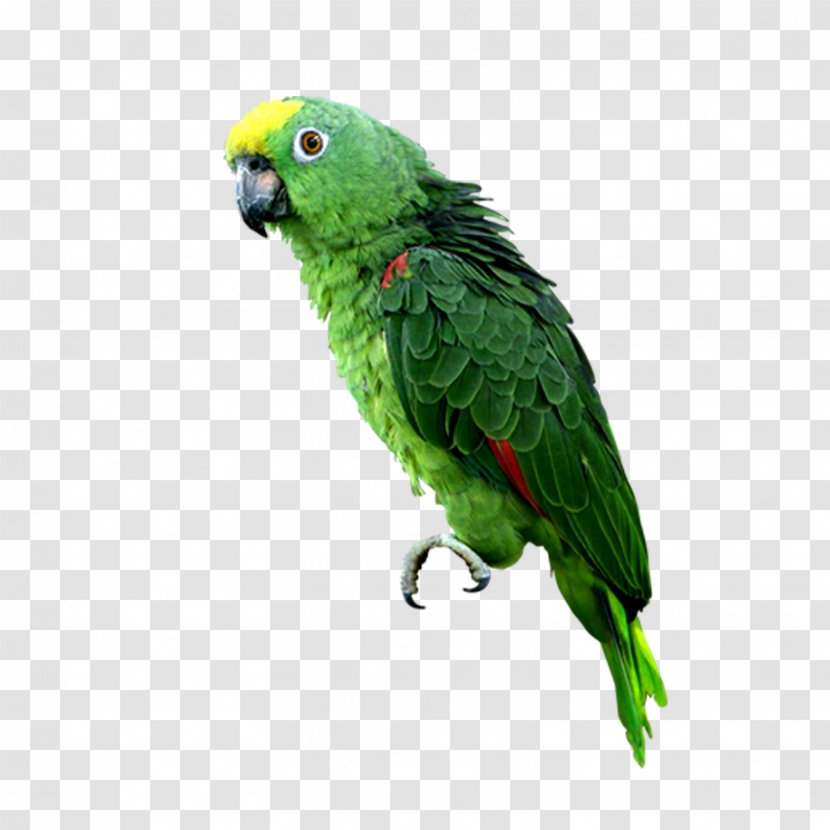 Budgerigar Parrot Computer File - Fauna Transparent PNG